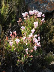 Pelargonium ovale