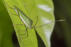 Homoeocerus graminis