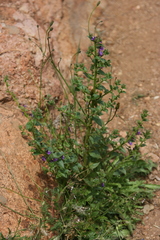 Sairocarpus pusillus