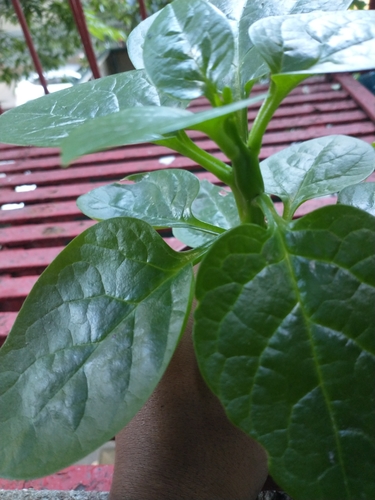 Basella alba iNat (1)
