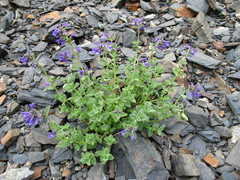 Nepeta supina