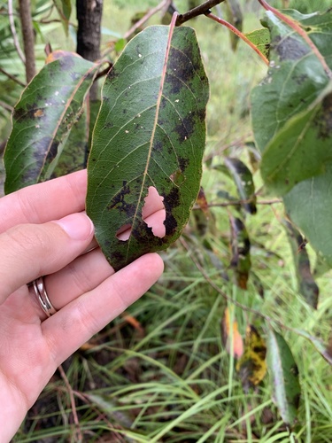 Diospyros virginiana image