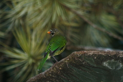 Ailuroedus maculosus