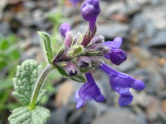 Nepeta supina