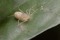 Scytodes pallida