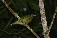 Ailuroedus maculosus