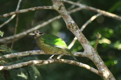 Ailuroedus maculosus