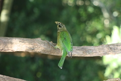 Ailuroedus maculosus