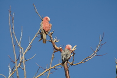 Ailuroedus maculosus