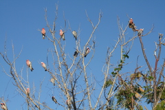 Ailuroedus maculosus