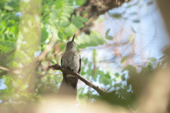 Eupetomena cirrochloris