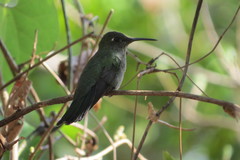 Sombre Hummingbird photo 5