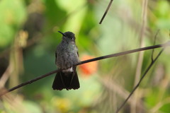 Eupetomena cirrochloris