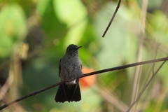 Sombre Hummingbird photo 4