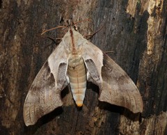 Coequosa australasiae