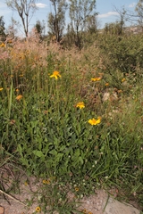 Verbesina pedunculosa
