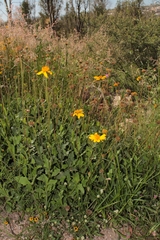 Verbesina pedunculosa