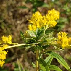 Asphondylia solidaginis