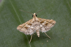 Diasemia accalis