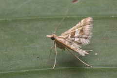 Diasemia accalis