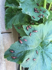 Chauliognathus lecontei