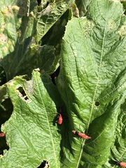 Chauliognathus lecontei