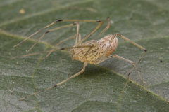 Scytodes pallida
