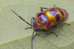 Chrysocoris