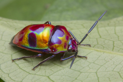 Chrysocoris