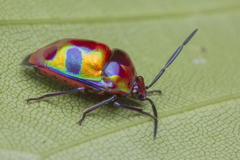 Chrysocoris
