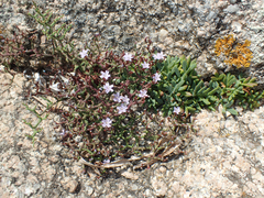 Limonium articulatum