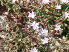 Limonium articulatum