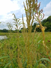 Amaranthus tuberculatus