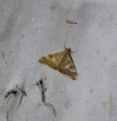 Agrioglypta zelimalis