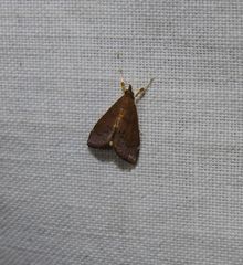 Hydrorybina polusalis
