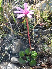 Senecio cymbalarifolius