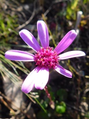 Senecio cymbalarifolius