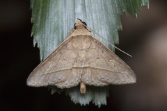 Hypospila creberrima