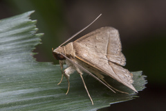 Hypospila creberrima