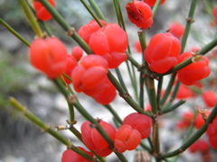 Ephedra procera