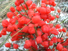 Ephedra procera