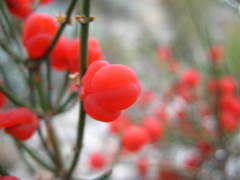 Ephedra procera