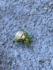 Bijoaraneus praesignis