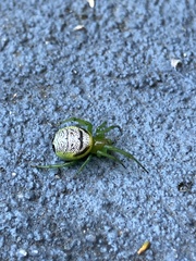 Bijoaraneus praesignis