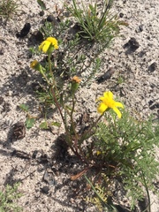 Senecio abruptus