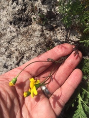 Senecio abruptus