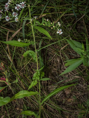 Symphyotrichum lateriflorum lateriflorum