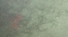 Enteroctopus dofleini