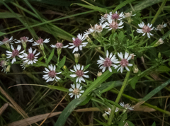 Symphyotrichum lateriflorum lateriflorum