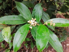 Miconieae